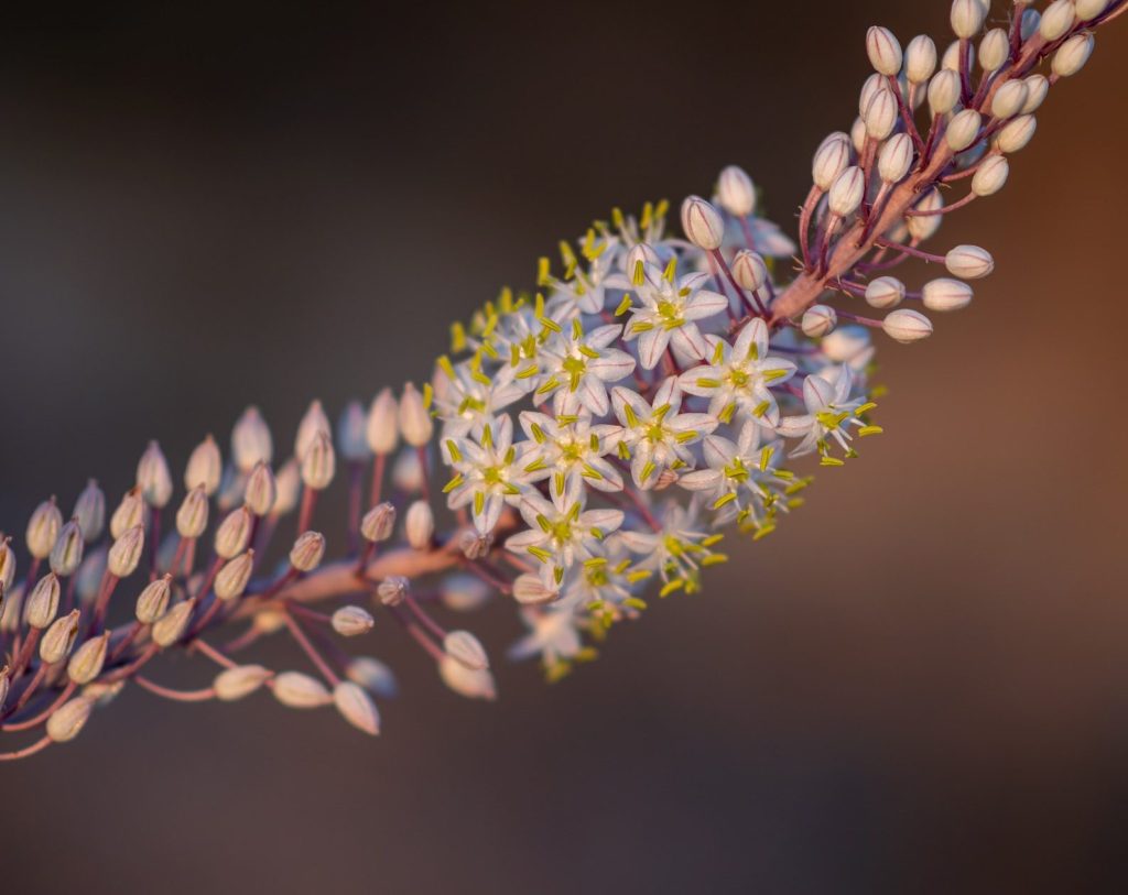 sanek10 sea onion 9416402 1920 e1772641054451