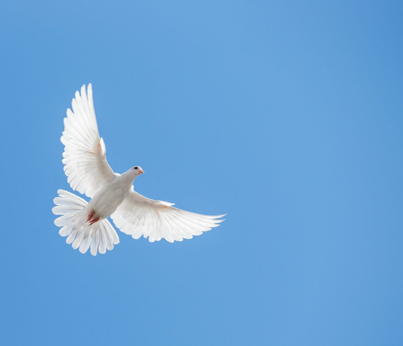 Friedenstaube blauer Himmel_eigentum fakt_iStock-490222028