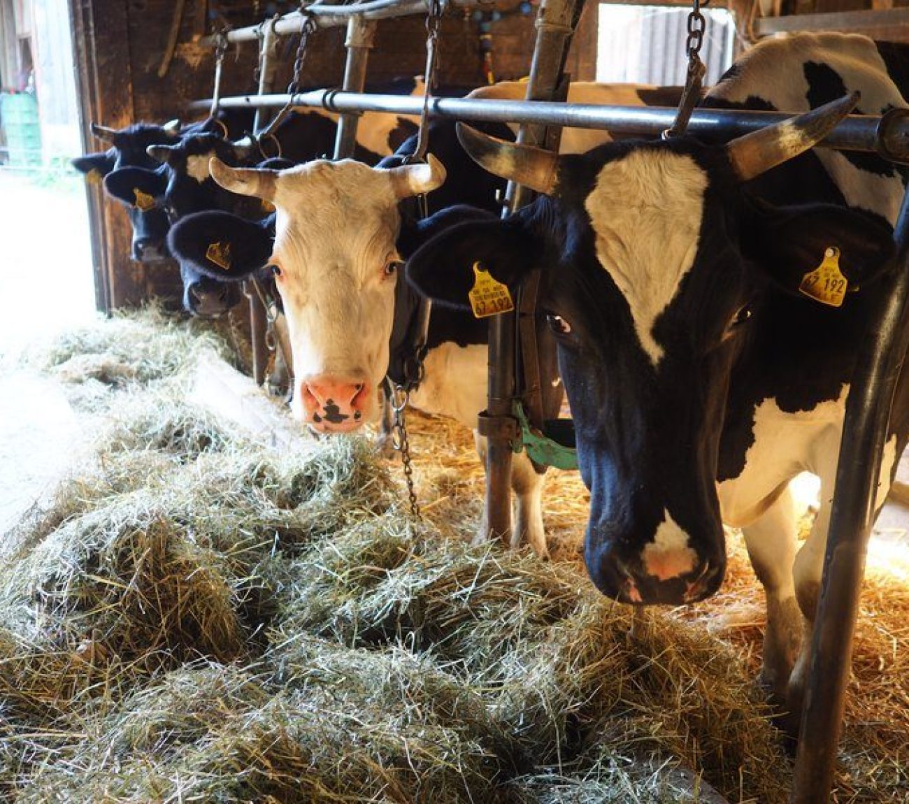 csm_P1029559_cd56ba110c