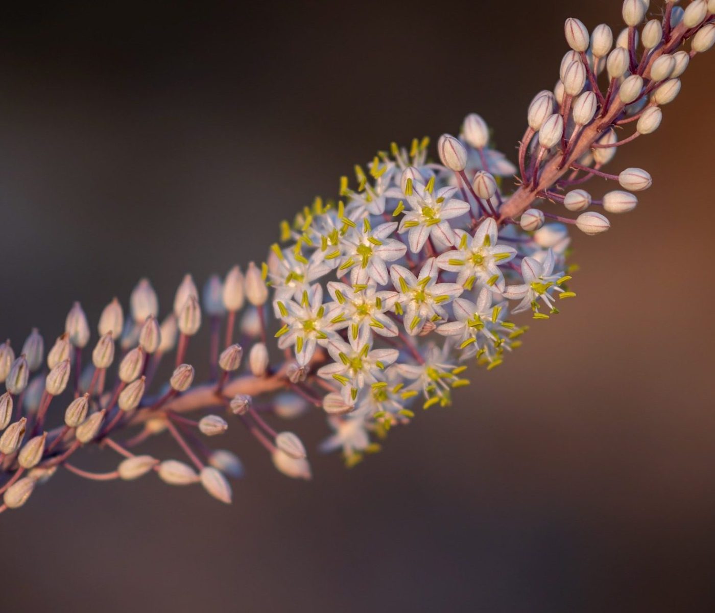 sanek10-sea-onion-9416402_1920